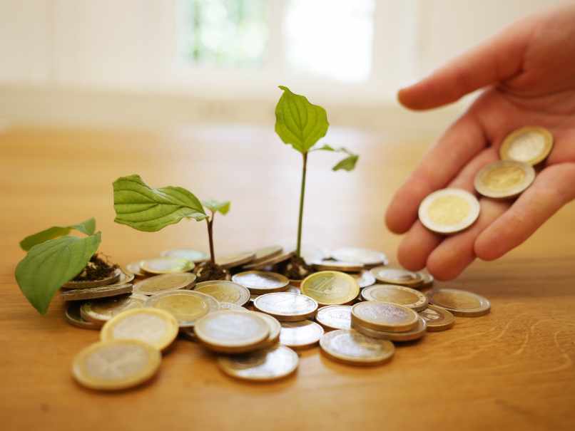 dinero aprendizaje planta