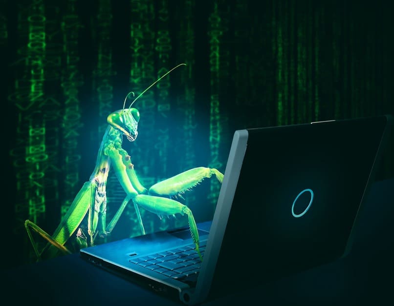 insecto utilizando una laptop