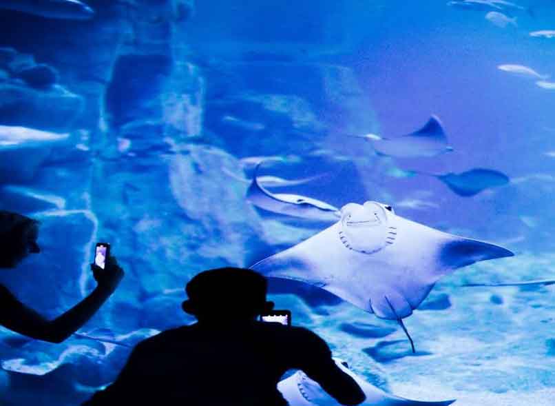 acuario turistas